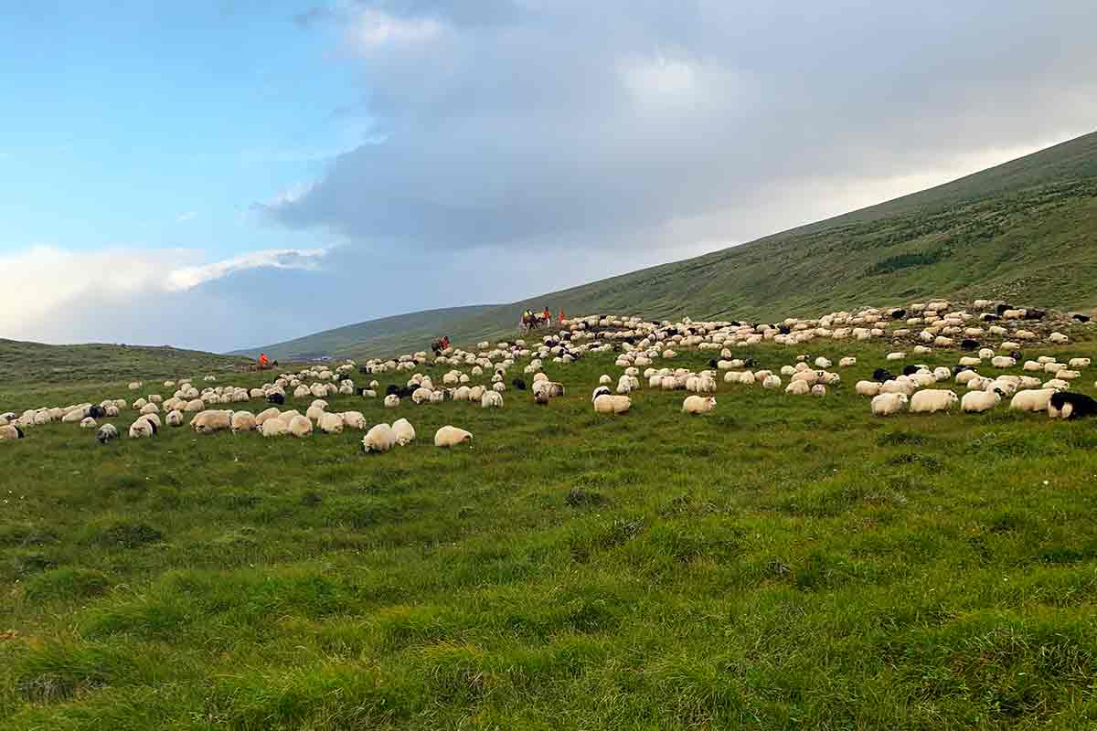 Evrópskt netverk um stafræna nýsköpun og gagnatækni fyrir búfjárrækt sem byggir á úthagabeit