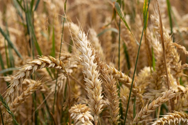 Vacancies - Wheat Trial Manager at the Agricultural University of Iceland