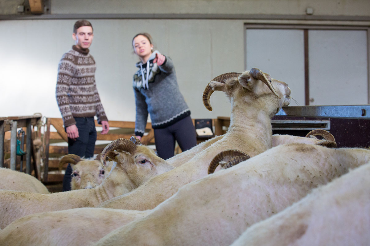 Landbúnaðarháskóli Íslands auglýsir eftir starfsmanni í sumarafleysingar á tilraunabúið Hest